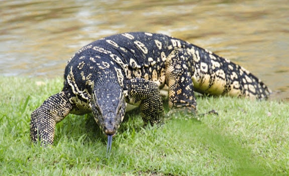 Asian Water Monitor