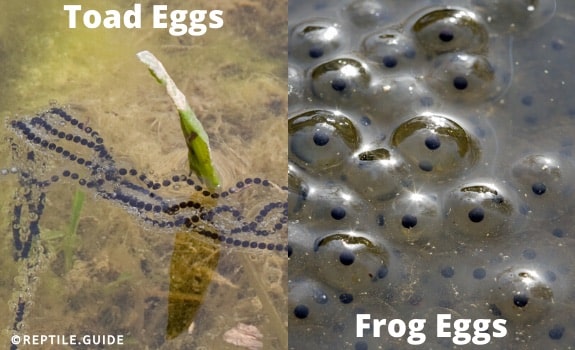 Frog Eggs Vs Toad Eggs