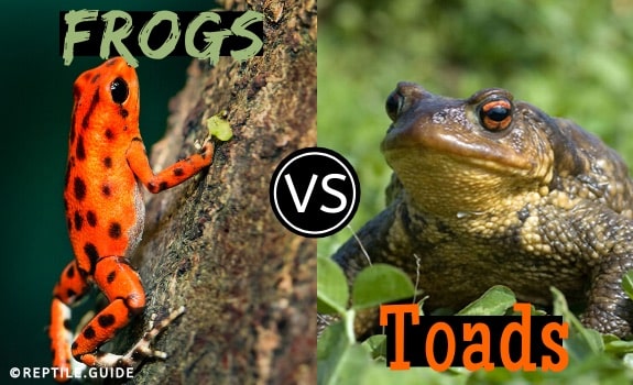 Frogs vs toads