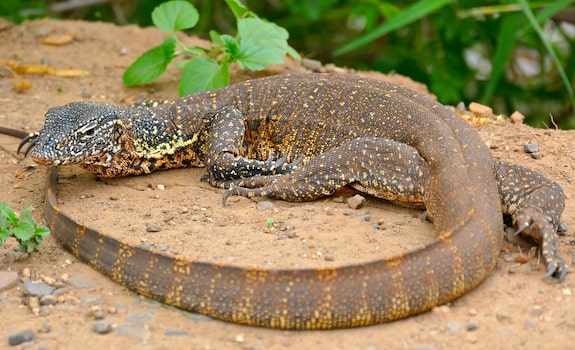 Nile Monitor