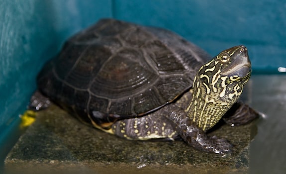 6 Tiny Baby Turtles to Melt Your Heart: The Cutest Small Pet Turtles