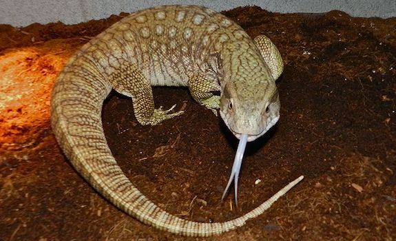 Best large pet hot sale lizards