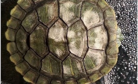 How To Recognize And Treat Shell Rot In Turtles