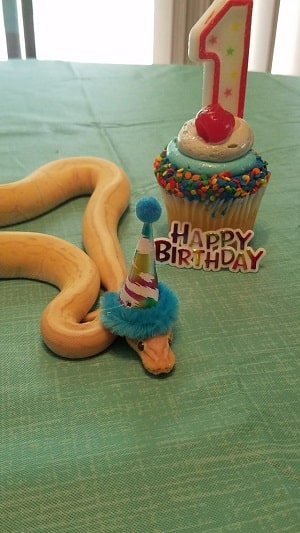 Snake With Hat 1