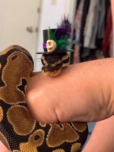 Snake With Hat 11