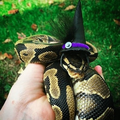 Snake With Hat 13