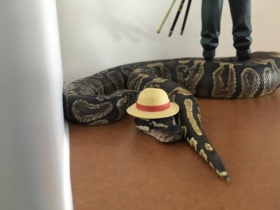 Snake With Hat 17