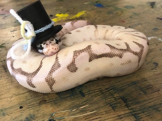 Snake With Hat 18