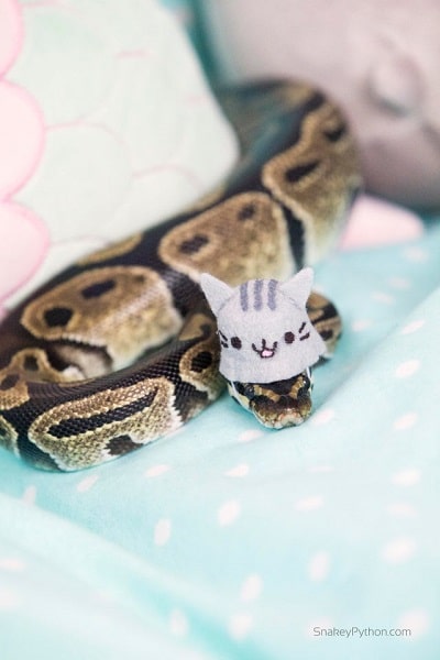 Snake With Hat 20