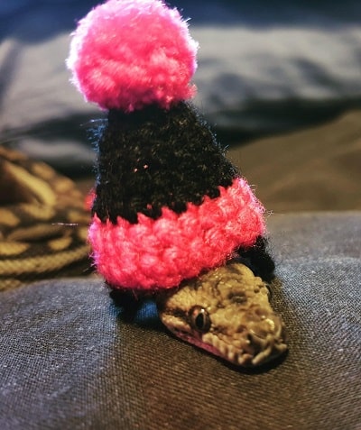 Snake With Hat 21