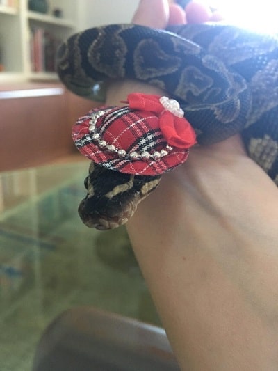 Snake With Hat 23