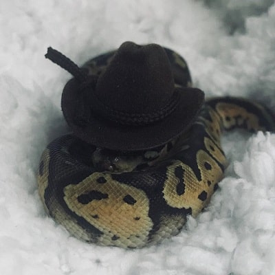 Snake With Hat 24