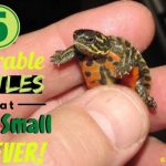 Turtles that stay small