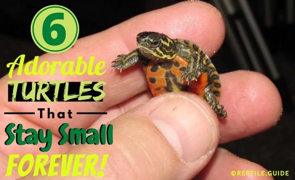 Small Pet Turtles: 6 Tiny Babies to Melt Your Heart