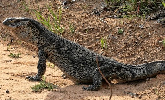 black throated monitor