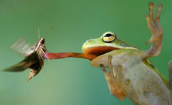 frog eating live bug | Toad vs. Frog