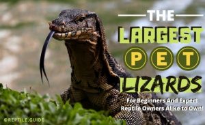 8 Big Lizard Pets You'll Be Dying to Own (Beginner Friendly)