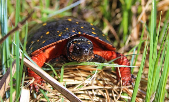 michigan-gevlekte schildpad