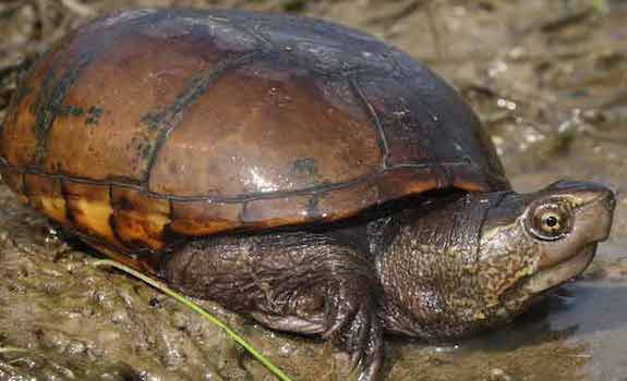 tortuga de lodo del mississippi