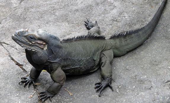 rhinoceros iguana