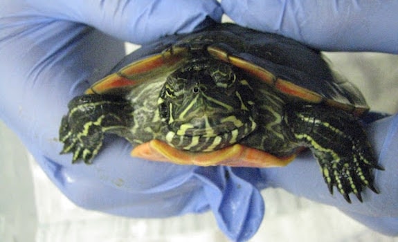 Turtle Shell Rot And Shell Problems - Reptiles Magazine