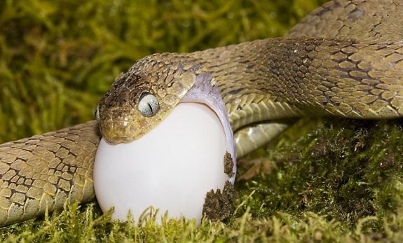 African Egg Eating Snake Dasypeltis Gansi