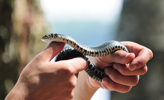 Natrix Water Snake