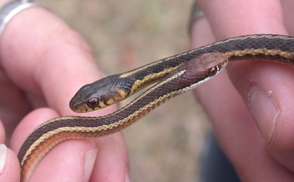 Northern Ribbon Snake and Eastern Garter Snake