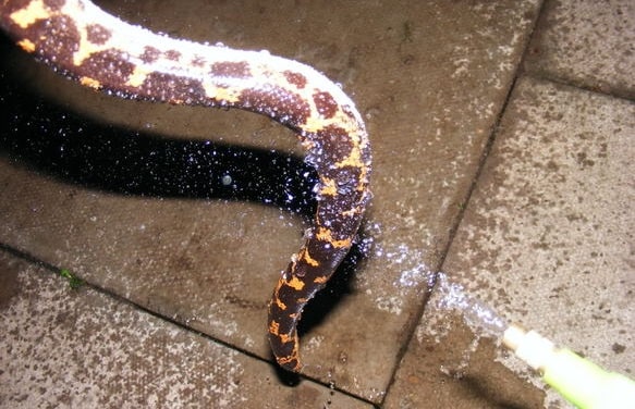 Snake With Mites Being Sprayed With Frontline