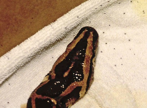 Snake With Mites on Towel