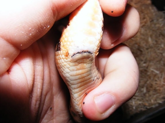 Snake With Mites