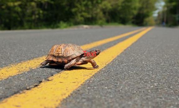 turtle crossing the road