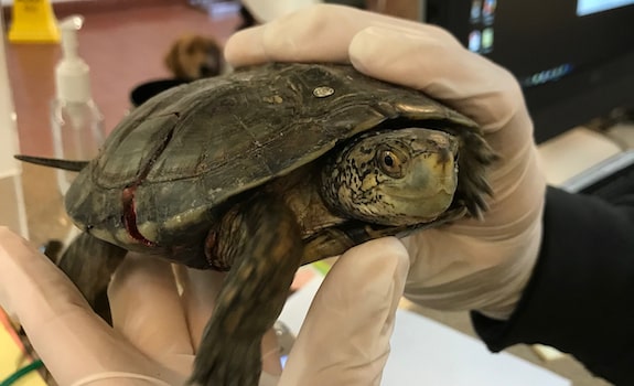 vet examining turtle with cracked shell