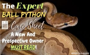 Ball Python Care Sheet: Your Top Questions Answered (Must Read!)