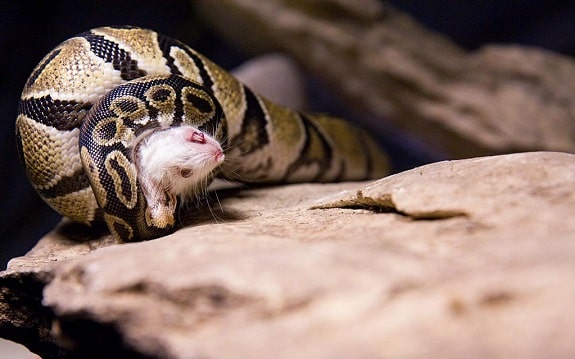 Ball Python Eating Mouse