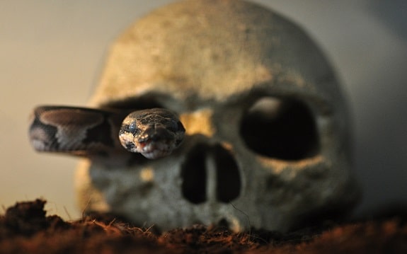 Ball Python Having Fun Slithering Through Skull Tank Decor