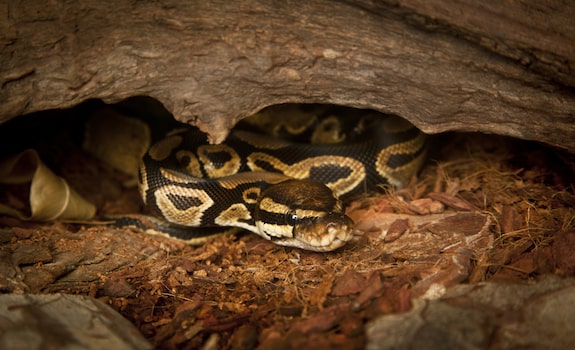 Ball python enclosure and tank setup