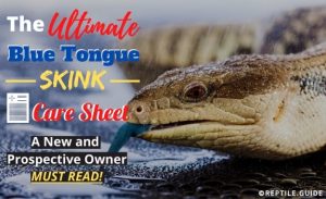 Blue-Tongued Skink Care Sheet: A New Owner & Beginner MUST Read!