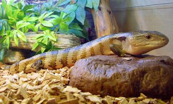 Blue Tongue Skink Enclosure