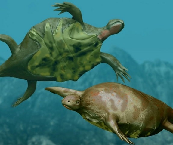 Closest Visual Example of Turtles Without Shells