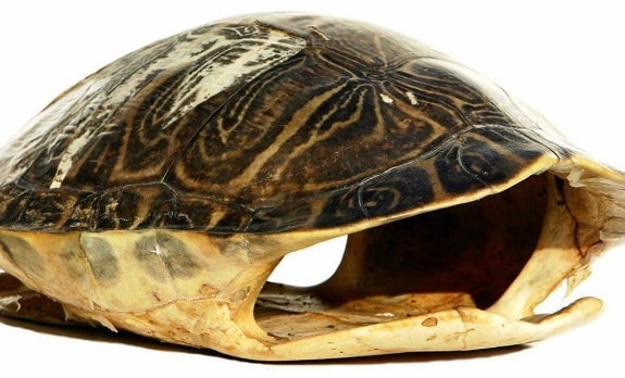 What Does A Tortoise Without A Shell Look Like