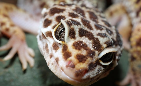 Leopard Gecko Background Information