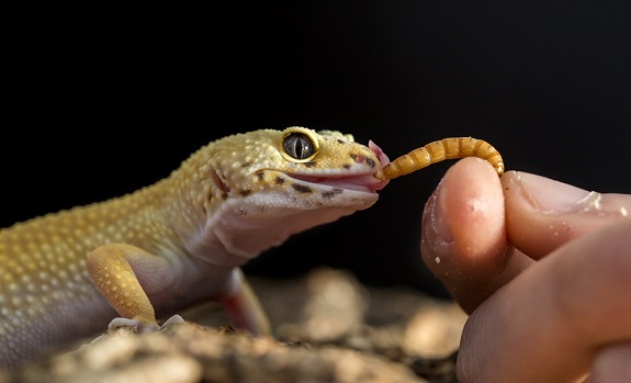 Leopard Gecko Diet and Feeding Guidelines