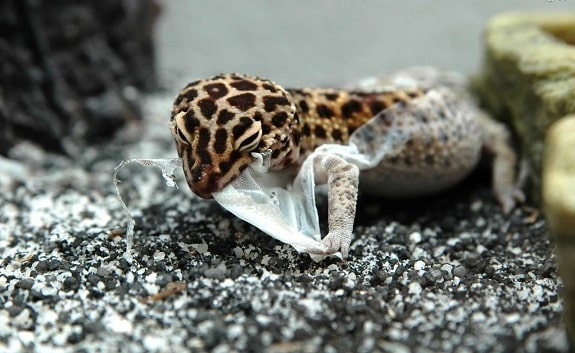 Frequent measuring weight to ensure good health for leopard geckos