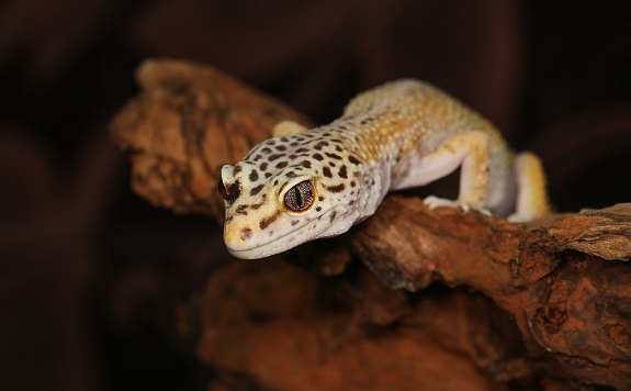 Leopard Gecko Habitat and Tank Setup