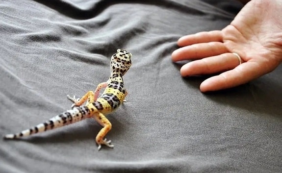 Leopard Gecko Handling and Bonding Tips