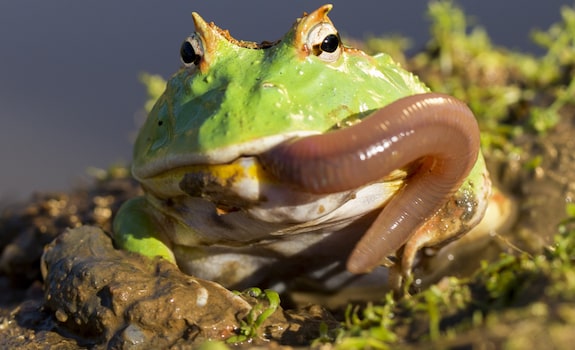 My Pacman frog enjoying her new hide