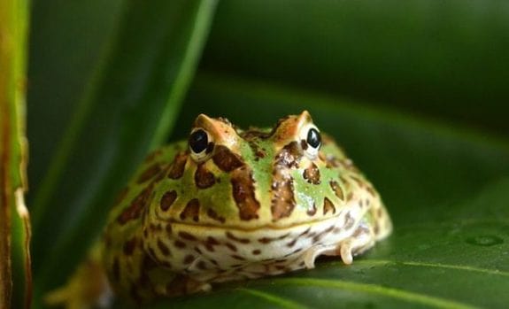 My Pacman frog enjoying her new hide