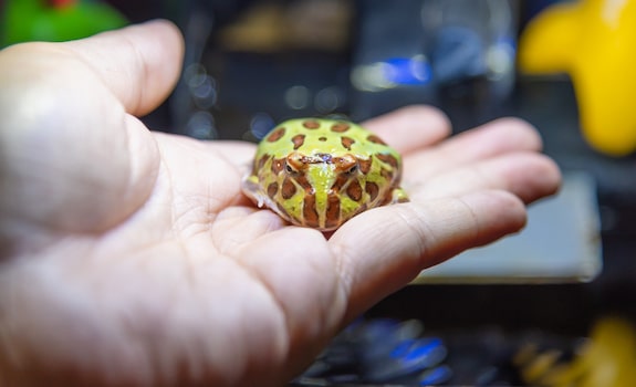 Pacman Frog Handling and Bonding Tips