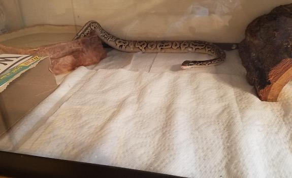 Quarantined snake with scale rot